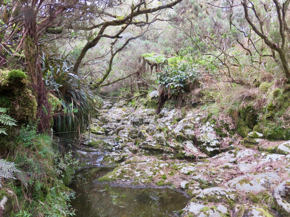 33. Ravine sans nom vers l'aval.jpeg