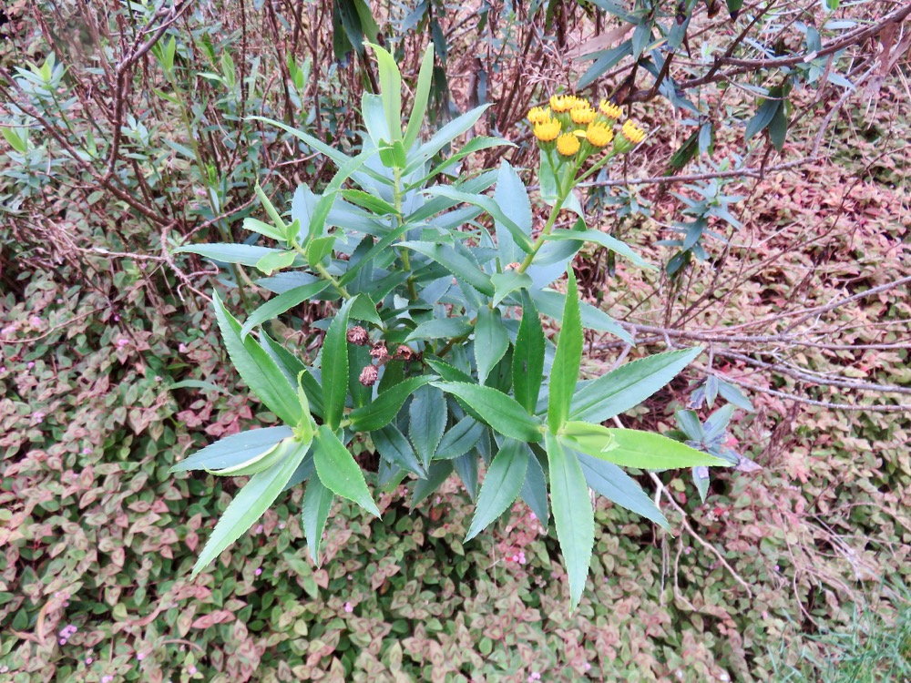 34. Faujasia salicifolia - Chasse-vieillesse - Astéracée.jpeg