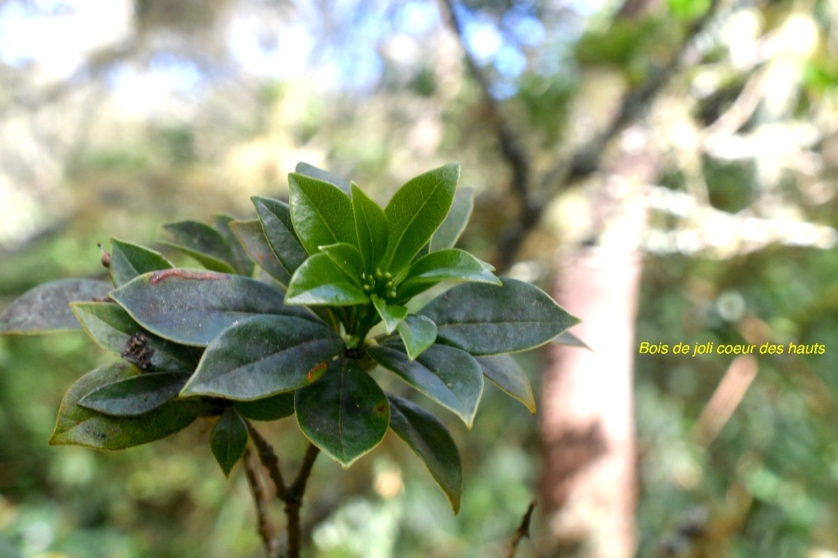  Pittosporum senacia subsp.jpeg