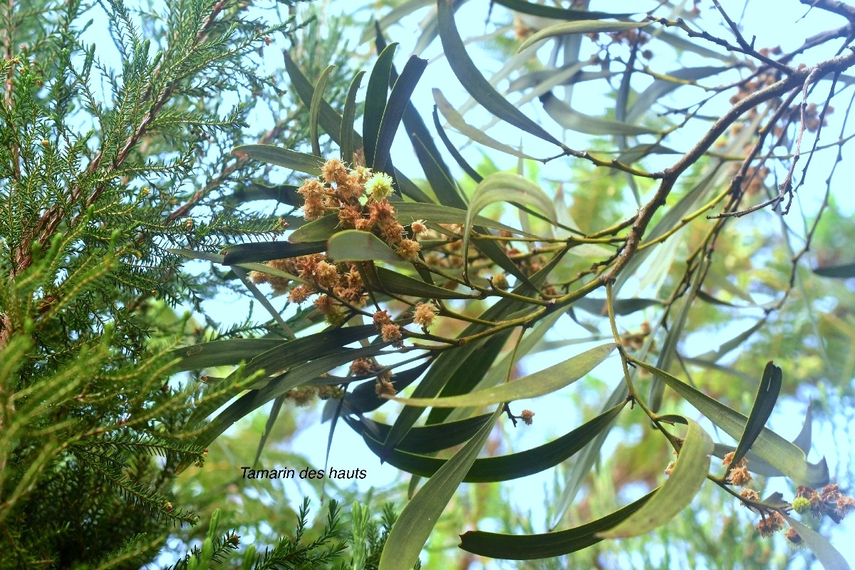 Acacia heterophylla Tamarin des hauts Fabaceae Endémique La Réunion 9924.jpeg