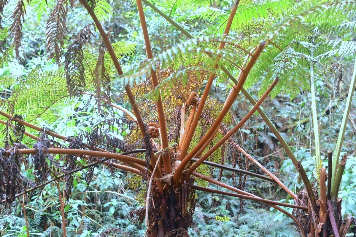 Alsophila glauca Fanjan Cyatheaceae Endémique La Réunion 16.jpeg