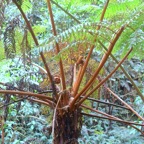 Alsophila glauca Fanjan Cyatheaceae Endémique La Réunion 16.jpeg