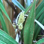 Astelia hemichrysa Ananas marron Asteliaceae Endémique la réunion , Maurice 04.jpeg