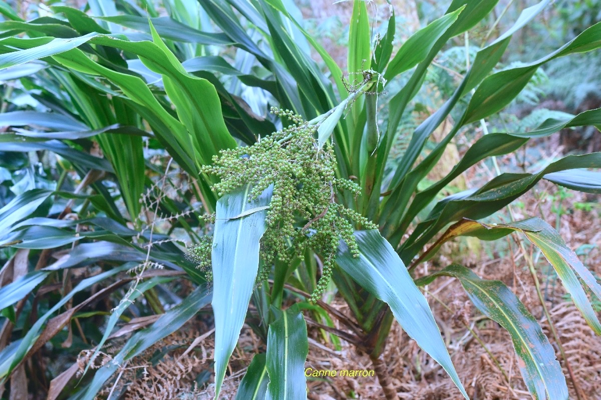 Cordyline mauritiana canne marron Asparagaceae Endémique La Réunion , Maurice 9884.jpeg
