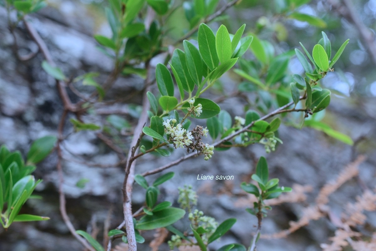 Embelia angustifolia Liane savon Primulaceae Endémique Réunion, Maurice 9975-1.jpeg