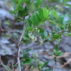 Embelia angustifolia Liane savon Primulaceae Endémique Réunion, Maurice 9975-1.jpeg