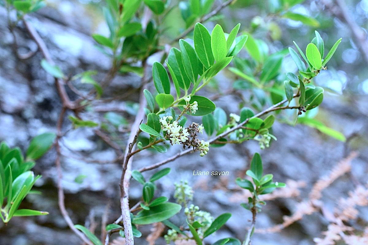 Embelia angustifolia Liane savon Primulaceae Endémique Réunion, Maurice 9975.jpeg