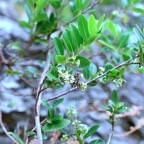 Embelia angustifolia Liane savon Primulaceae Endémique Réunion, Maurice 9975.jpeg