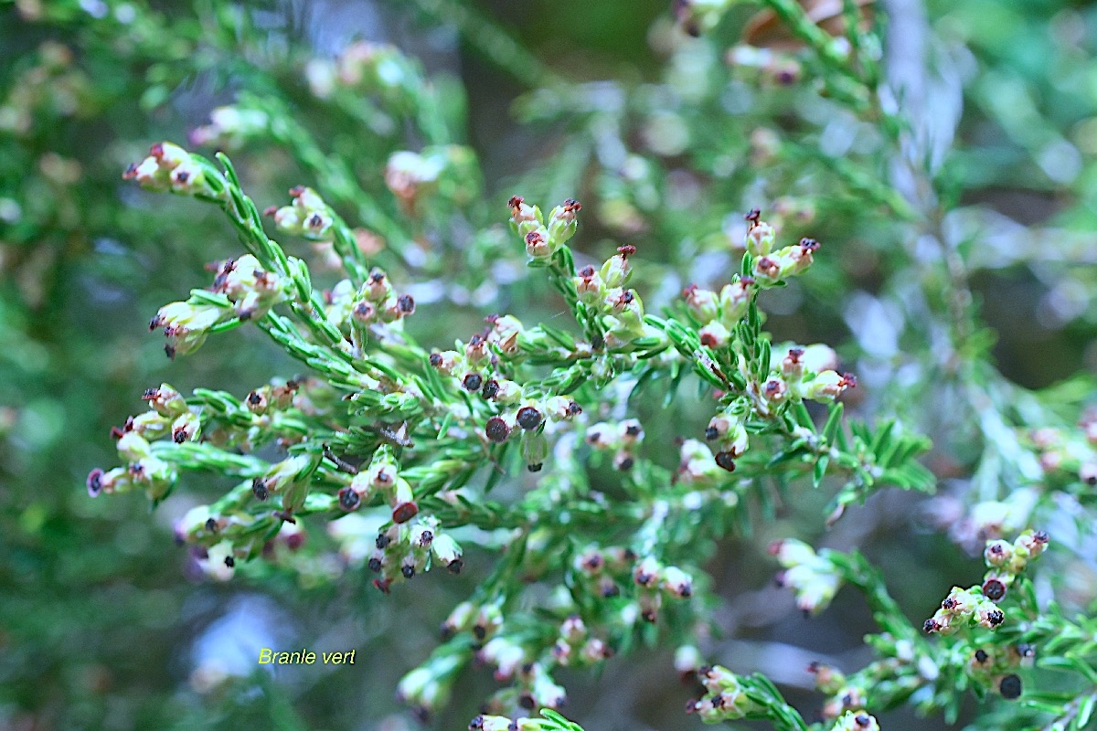 Erica reunionensis Branle vert Ericaceae Endémique La Réunion 9922-1.jpeg