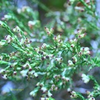 Erica reunionensis Branle vert Ericaceae Endémique La Réunion 9922.jpeg