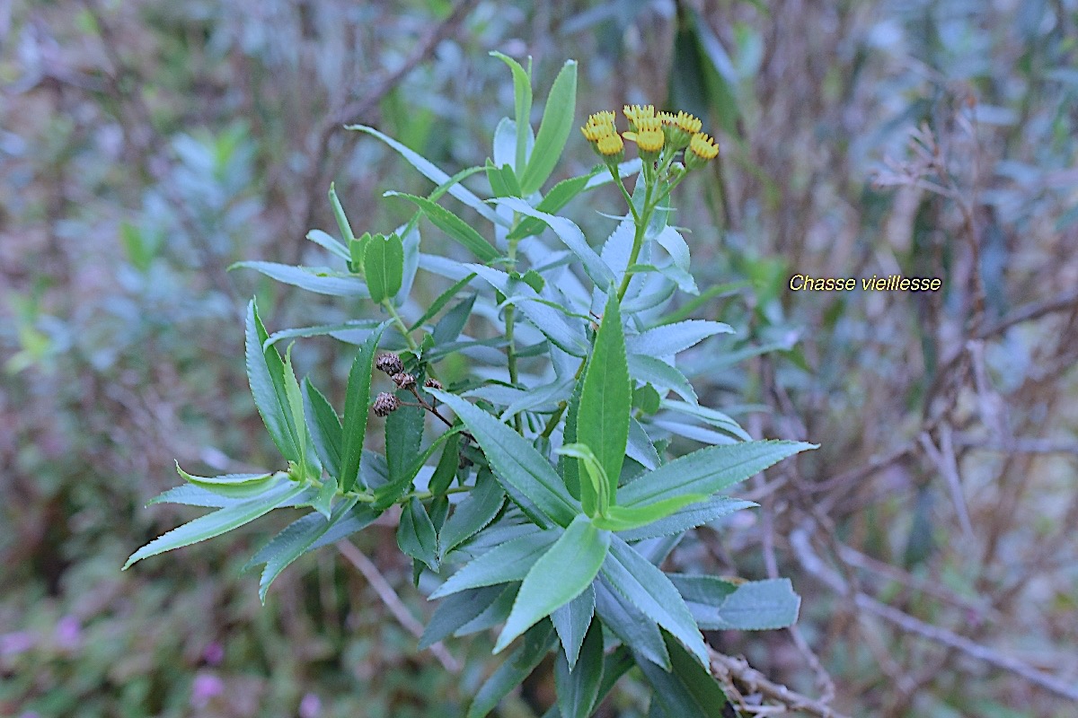 Faujasia salicifolia Chasse vieillesse Asteraceae Endémique La Réunion 21-1.jpeg