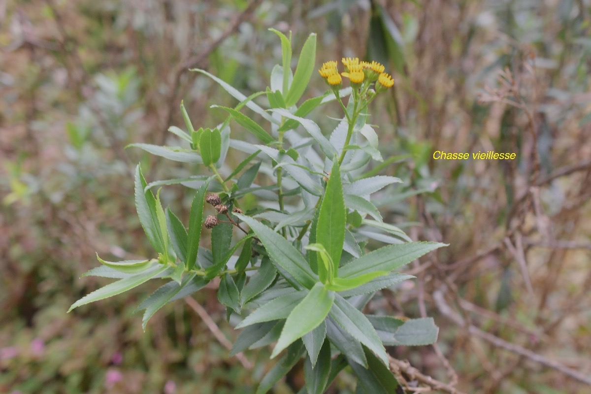 Faujasia salicifolia Chasse vieillesse Asteraceae Endémique La Réunion 21.jpeg