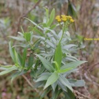 Faujasia salicifolia Chasse vieillesse Asteraceae Endémique La Réunion 21.jpeg