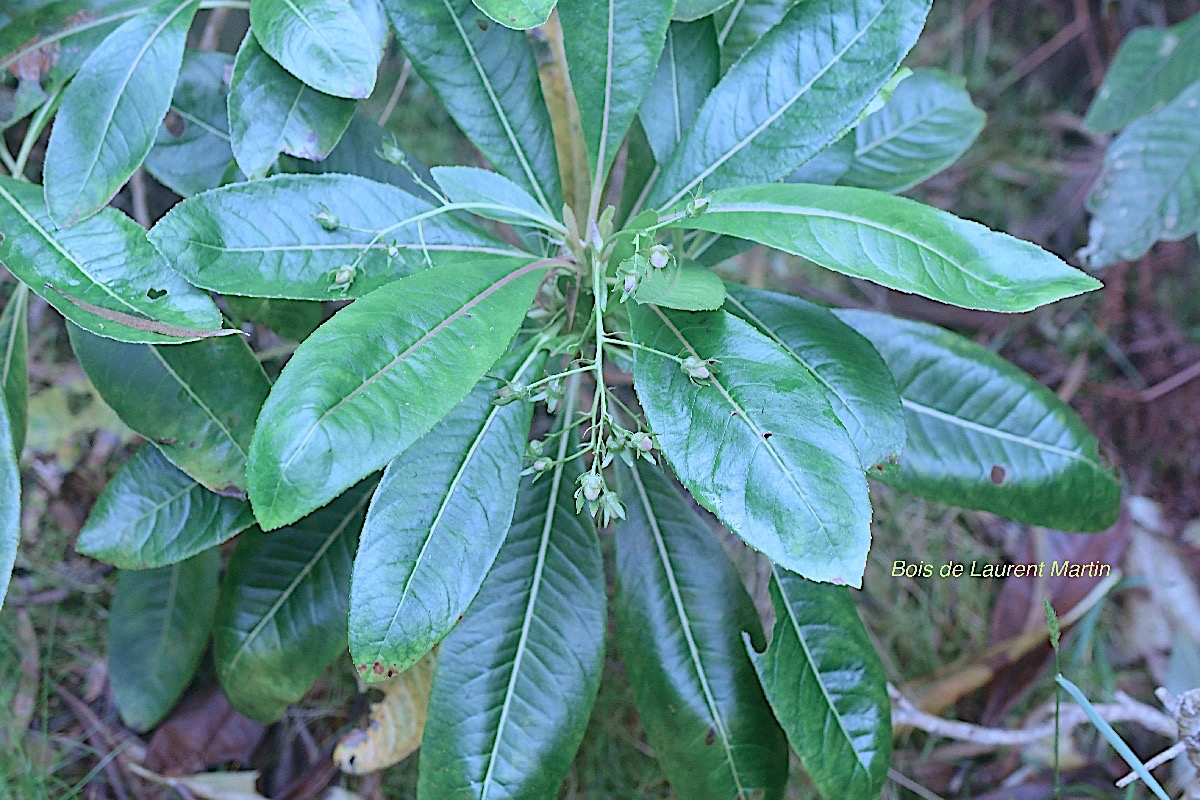 Forgesia racemosa Bois de Laurent Martin Escalloniaceae Endémique La Réunion 18-1.jpeg