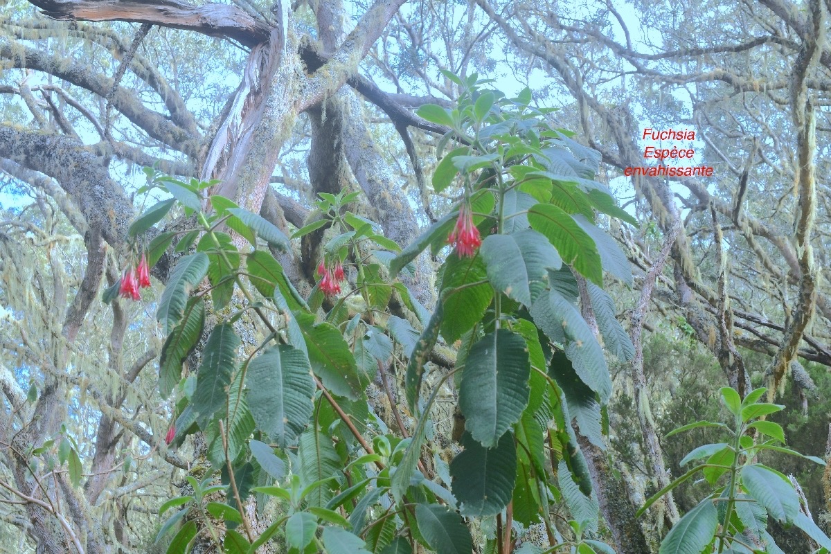 Fuchsia boliviana Fuchsia Onagraceae E E 9895-1.jpeg
