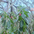 Fuchsia boliviana Fuchsia Onagraceae E E 9895-1.jpeg
