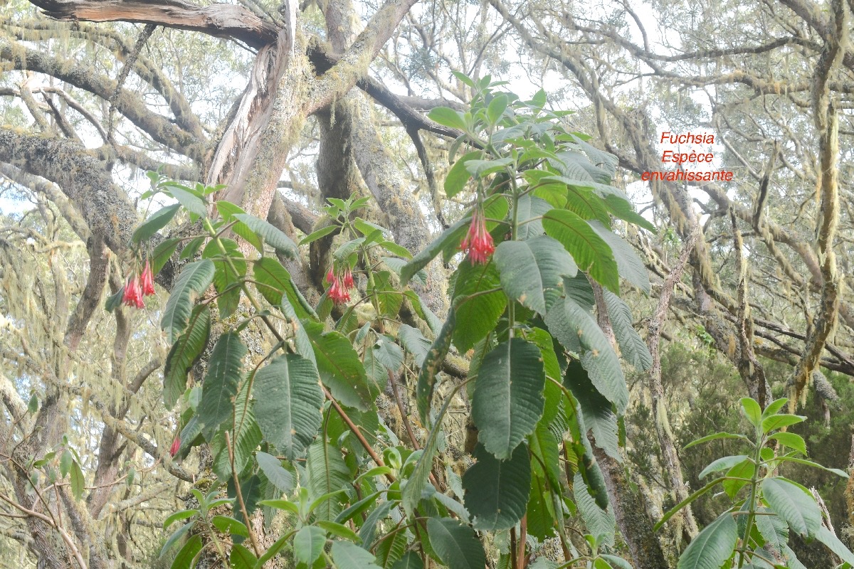Fuchsia boliviana Fuchsia Onagraceae E E 9895.jpeg