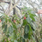 Fuchsia boliviana Fuchsia Onagraceae E E 9895.jpeg