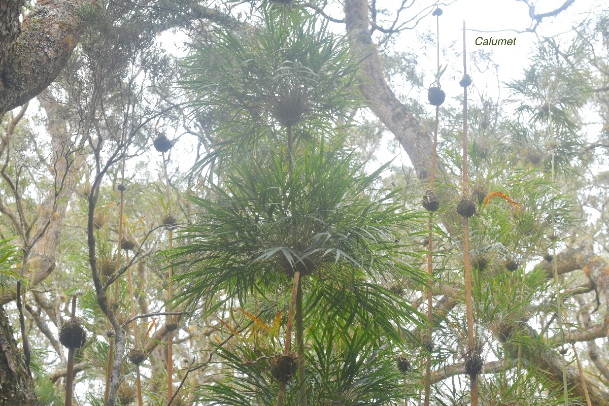 Nastus borbonicus Calumet Poaceae Endémique La Réunion 13-1.jpeg