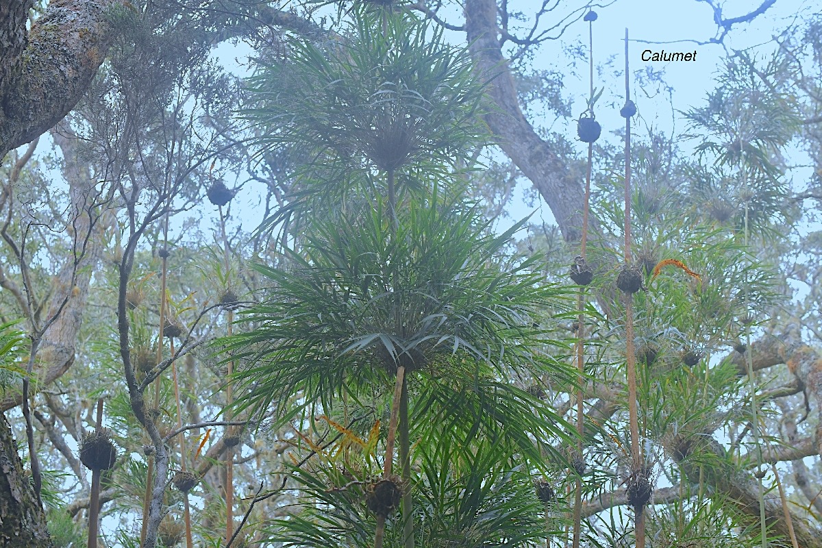 Nastus borbonicus Calumet Poaceae Endémique La Réunion 13.jpeg