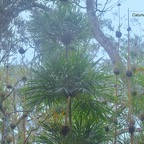 Nastus borbonicus Calumet Poaceae Endémique La Réunion 13.jpeg