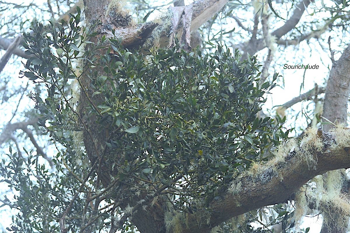Viscum triflorum Sourichaude sur Tamarin des hauts  Santalaceae Indigène La Réunion 9906.jpeg