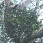 Viscum triflorum Sourichaude sur Tamarin des hauts  Santalaceae Indigène La Réunion 9906.jpeg