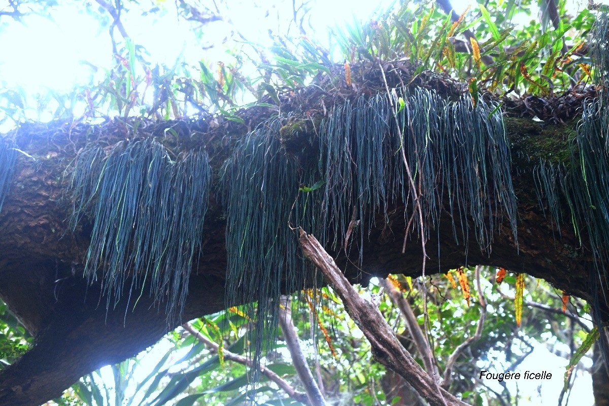 Vittaria isoetifolia Fougère ficelle Pteridaceae Indigène La Réunion 9944.jpeg