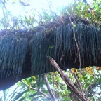 Vittaria isoetifolia Fougère ficelle Pteridaceae Indigène La Réunion 9944.jpeg