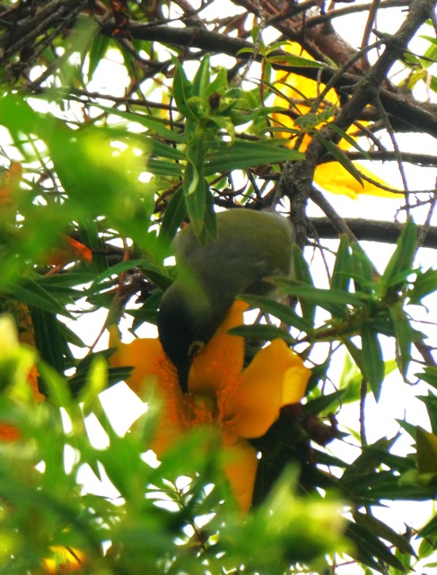 oiseau vert sur fleur jaune.JPG