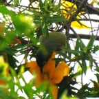 oiseau vert sur fleur jaune.JPG
