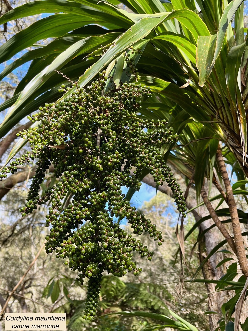 Cordyline mauritiana.canne marronne. ( avec fruits ).asparagaceae.endémique Réunion Maurice..jpeg