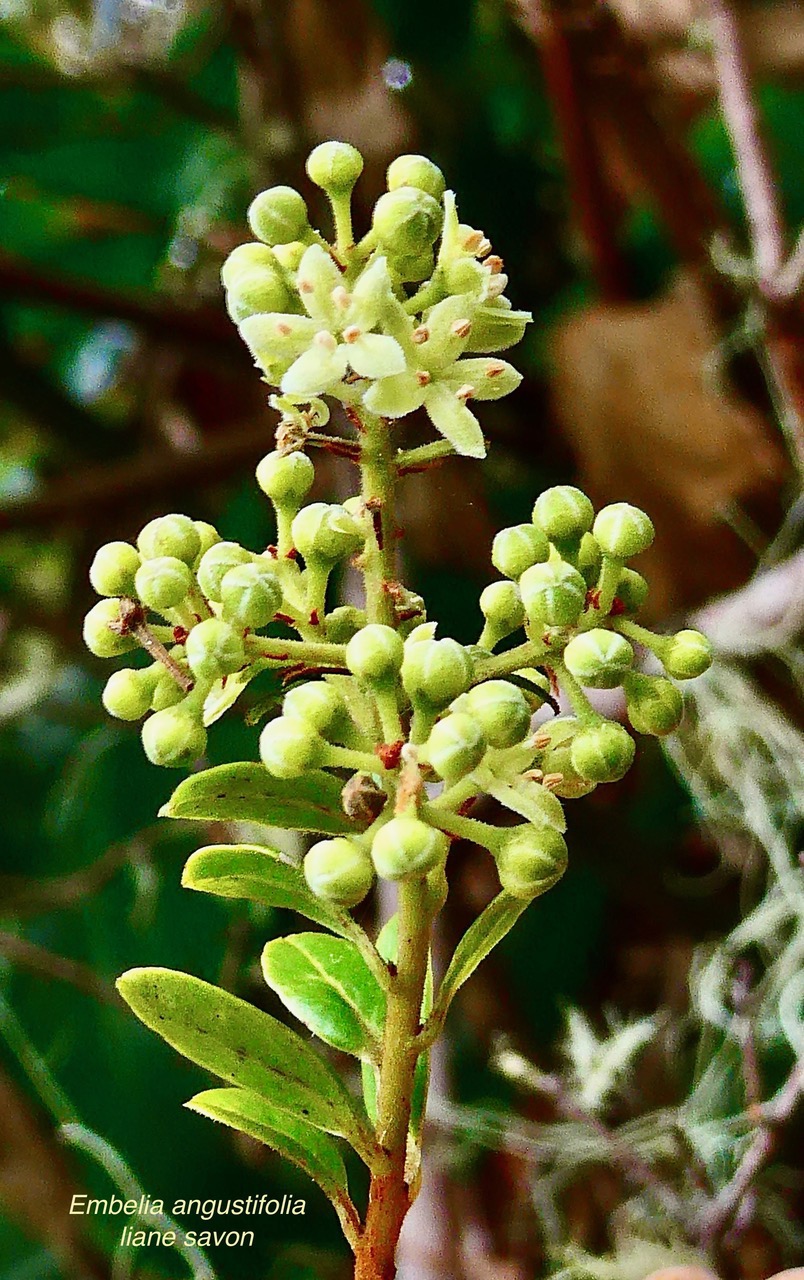Embelia angustifolia  liane savon. ( inflorescences ) primulaceae.endémique Réunion Maurice. (1).jpeg