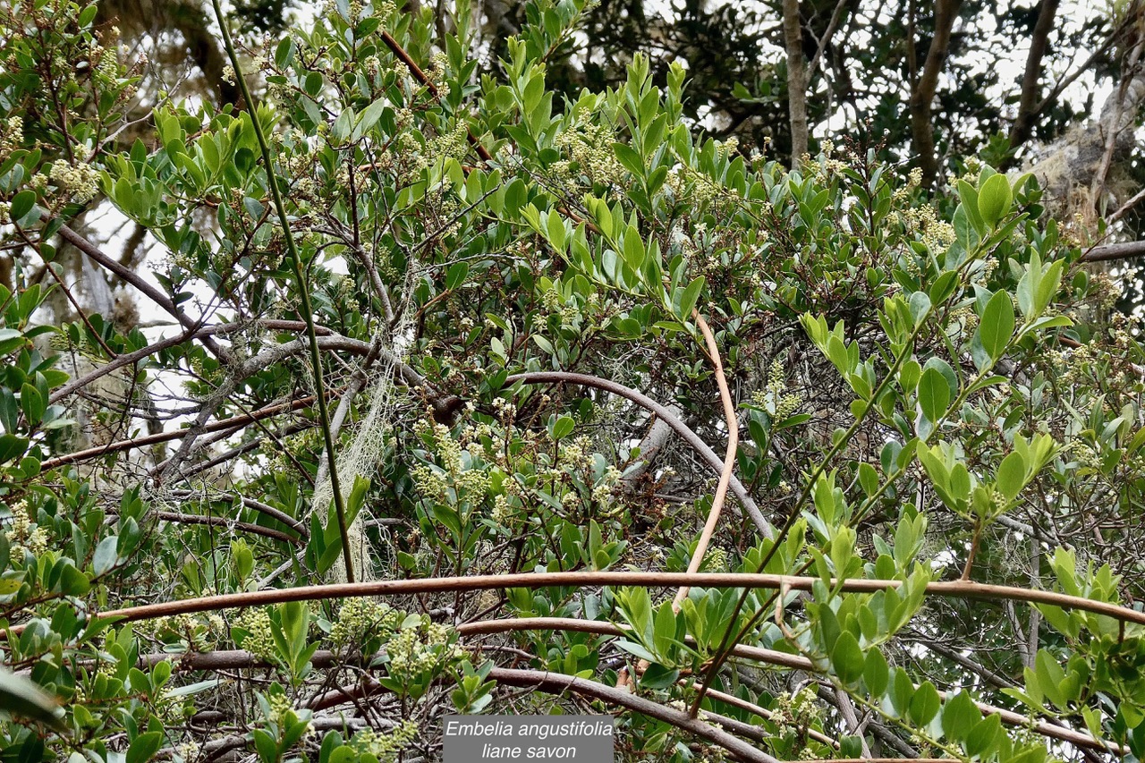 Embelia angustifolia  liane savon.primulaceae.endémique Réunion Maurice. (2).jpeg