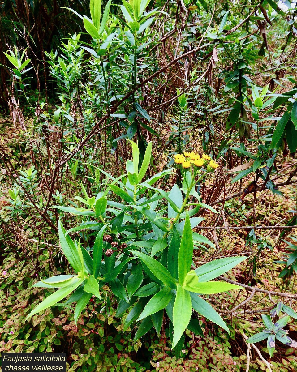 Faujasia salicifolia.chasse vieillesse.asteraceae.endémique Réunion..  P1061521.jpeg