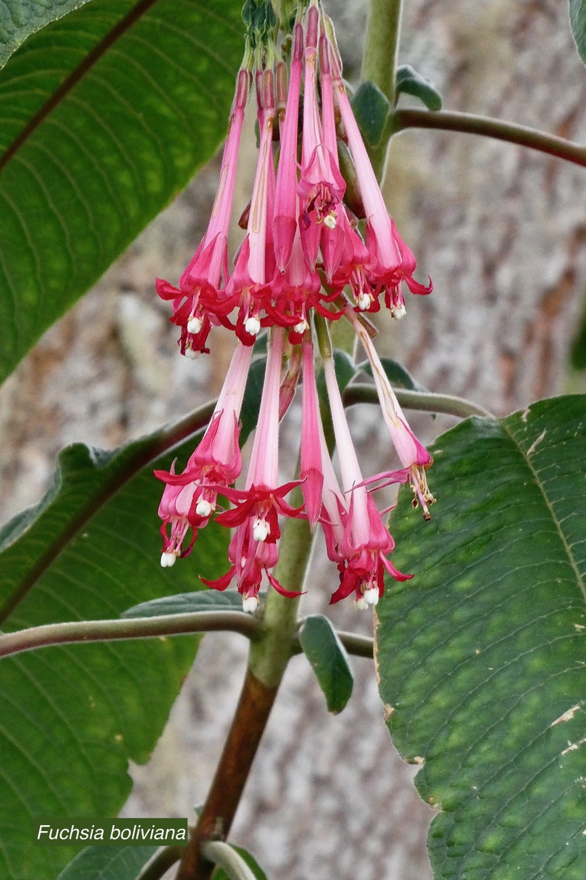 Fuchsia boliviana.fuchsia de Bolivie.fuchsia à grandes fleurs.onagraceae.espèce envahissante. (1).jpeg
