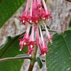 Fuchsia boliviana.fuchsia de Bolivie.fuchsia à grandes fleurs.onagraceae.espèce envahissante. (1).jpeg