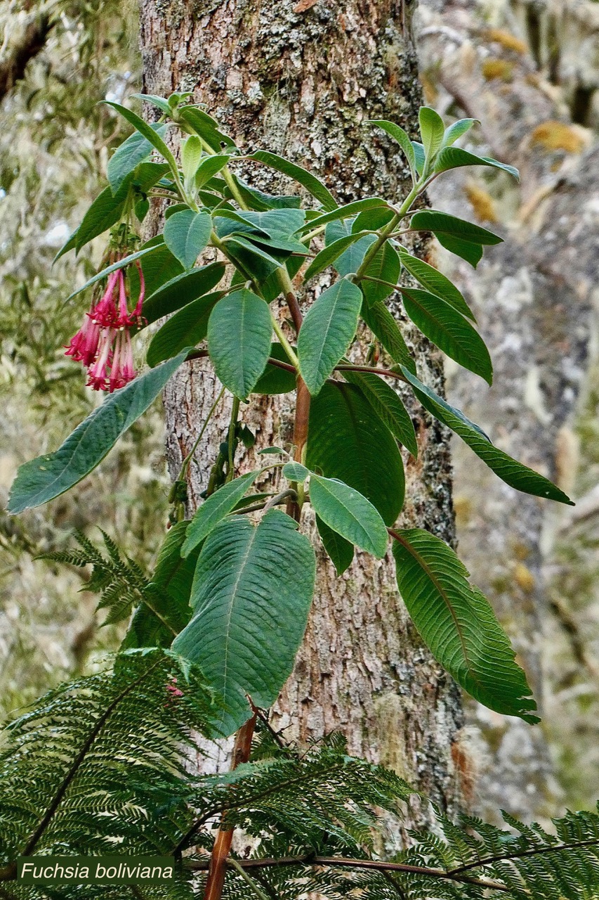 Fuchsia boliviana.fuchsia de Bolivie.fuchsia à grandes fleurs.onagraceae.espèce envahissante.-1.jpeg