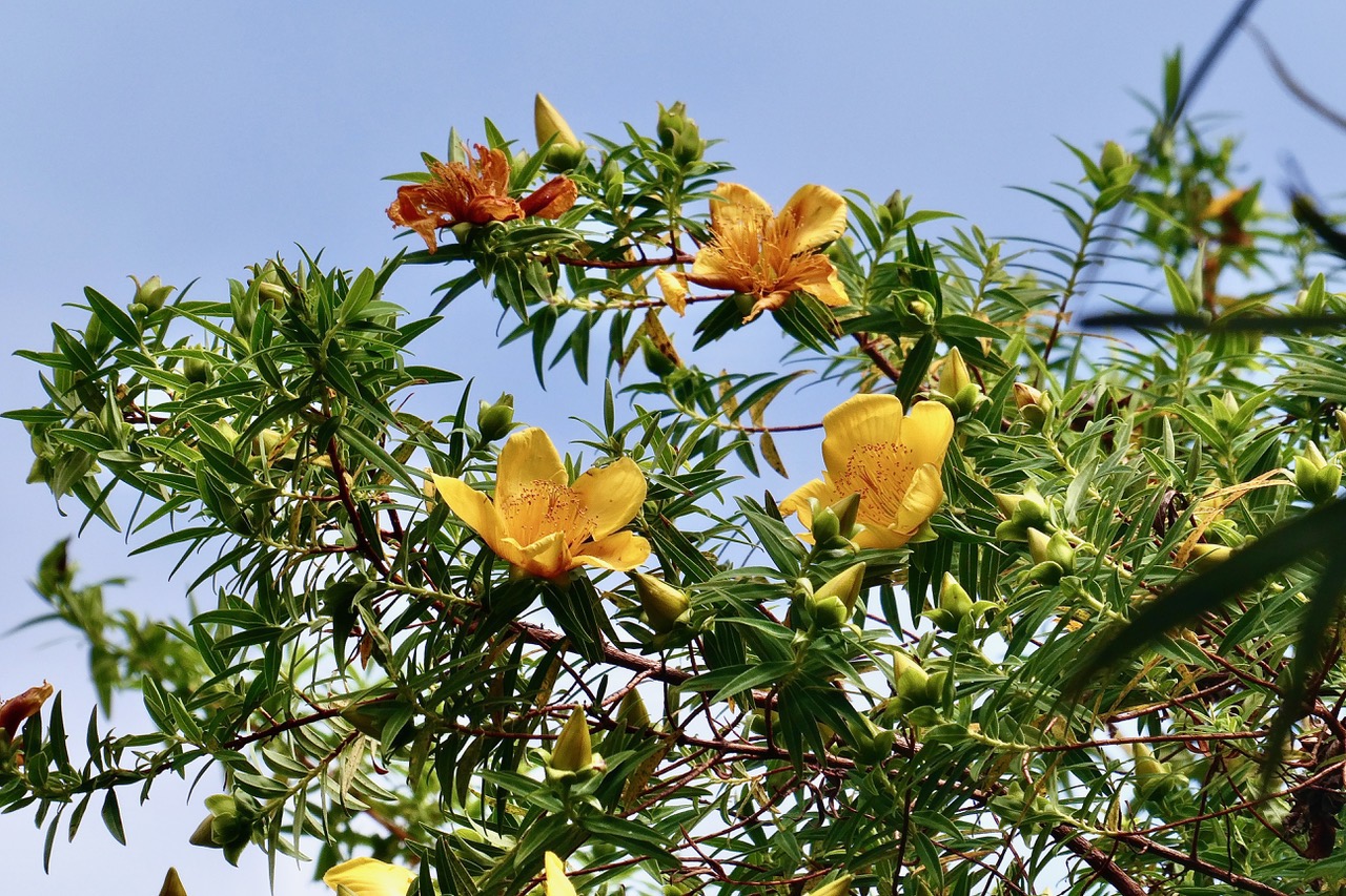 Hypericum lanceolatum subsp lanceolatum.fleur jaune des bas.hypericaceae.indigène Mascareignes..jpeg
