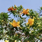 Hypericum lanceolatum subsp lanceolatum.fleur jaune des bas.hypericaceae.indigène Mascareignes..jpeg