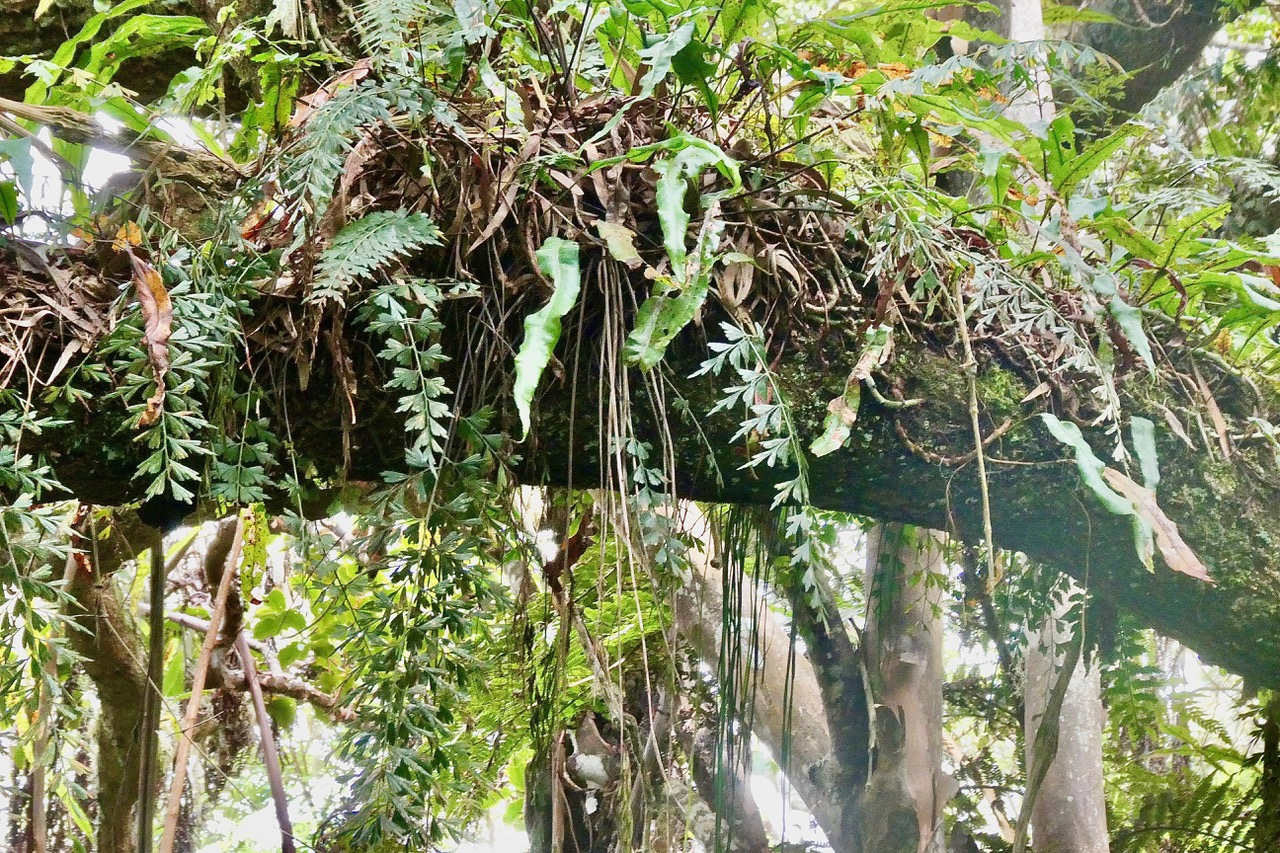jardin suspendu de fougères.jpeg