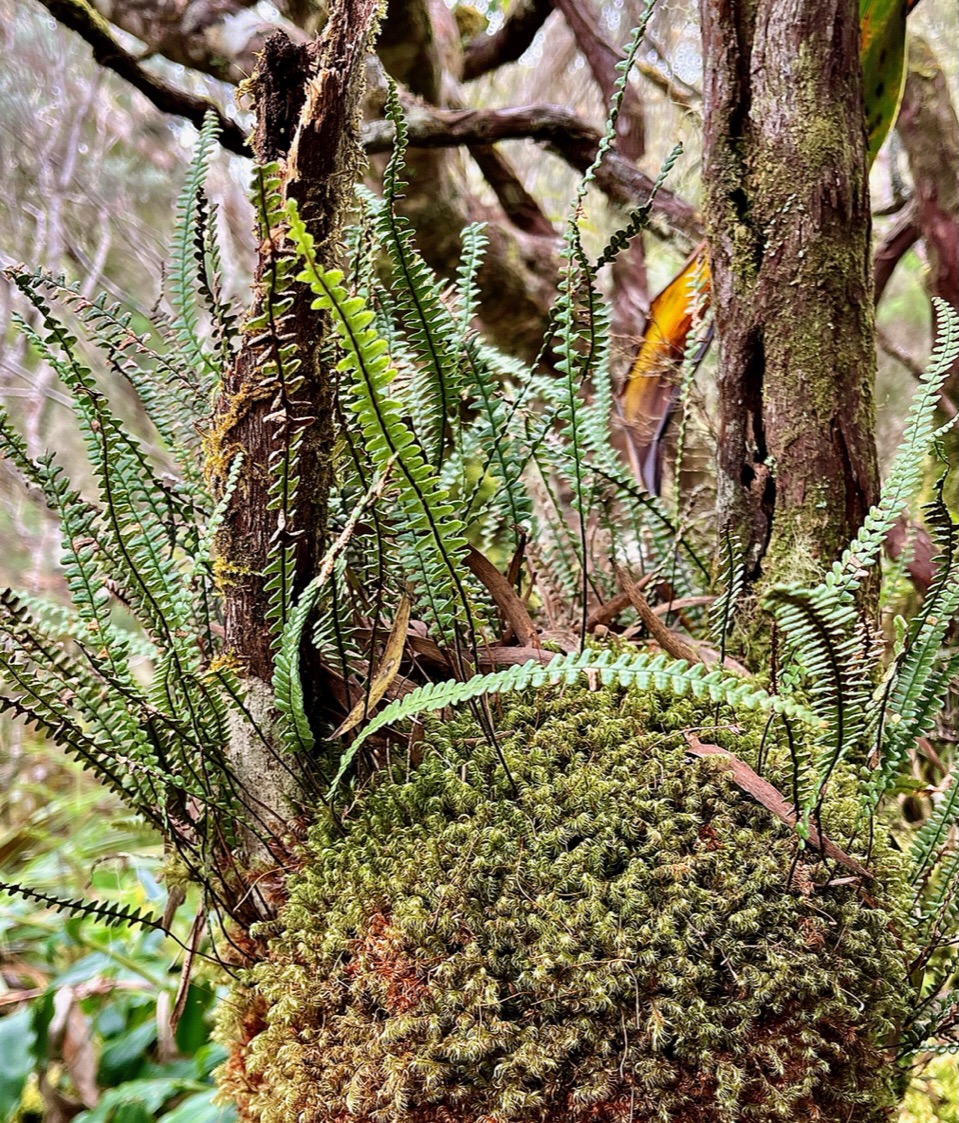 Melpomene flabelliformis. ( Ctenopteris rigescens ) polypodiaceae.indigène Réunion. ??.jpeg
