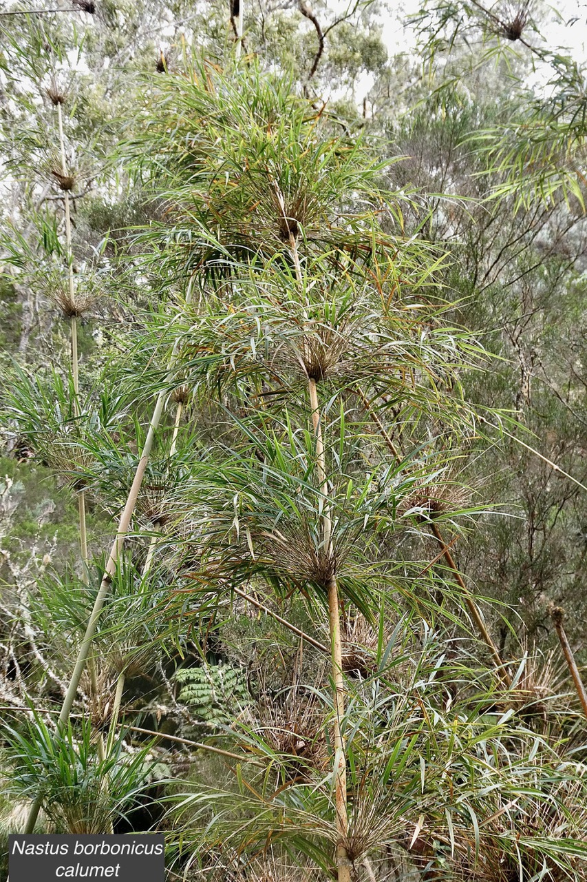 Nastus borbonicus.calumet. bambou de la Réunion.poaceae.endémique Réunion..jpeg