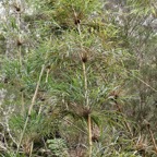 Nastus borbonicus.calumet. bambou de la Réunion.poaceae.endémique Réunion..jpeg