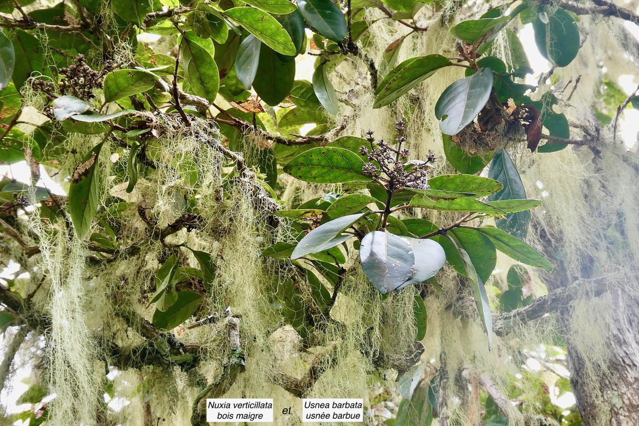 Nuxia verticillata.bois maigre.stilbaceae.endémique Réunion Maurice envahi par -Usnea barbata.usnée barbue.barbe de Saint Antoine.parmeliaceae.jpeg