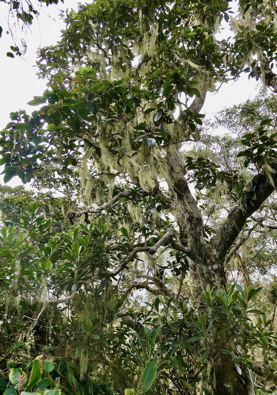 Nuxia verticillata.bois maigre.stilbaceae.endémique Réunion Maurice envahi par Usnea barbata.usnée barbue.barbe de Jupiter.barbe de St Antoin.  parmeliaceae. ..jpeg