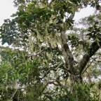 Nuxia verticillata.bois maigre.stilbaceae.endémique Réunion Maurice envahi par Usnea barbata.usnée barbue.barbe de Jupiter.barbe de St Antoin.  parmeliaceae. ..jpeg