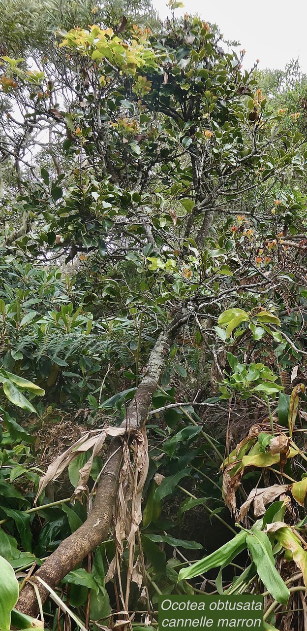 Ocotea obtusata  Cannelle  marron .lauraceae. endémique Réunion Maurice. (1).jpeg