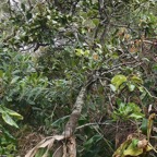 Ocotea obtusata  Cannelle  marron .lauraceae. endémique Réunion Maurice. (1).jpeg
