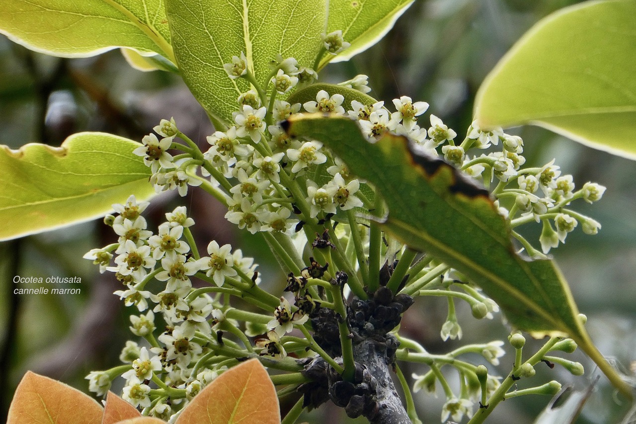 Ocotea obtusata  Cannelle  marron .lauraceae. endémique Réunion Maurice. (2).jpeg